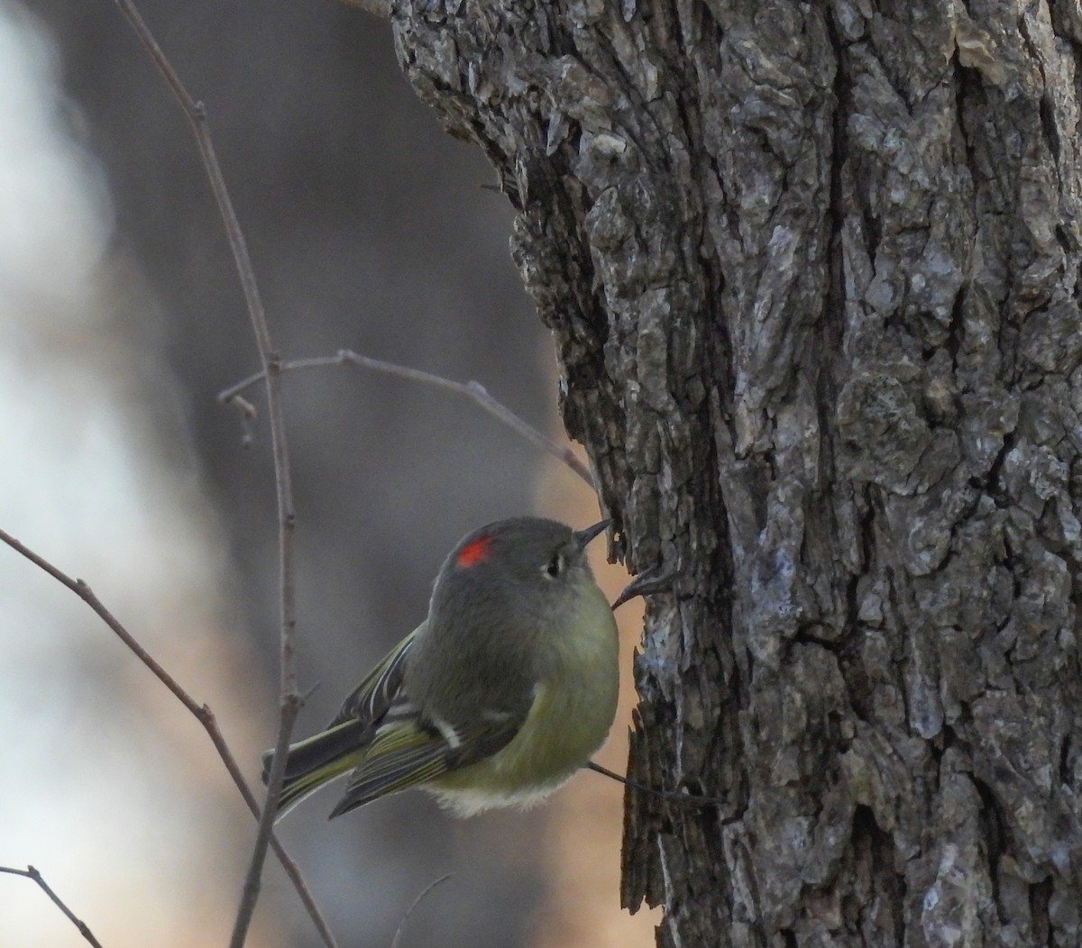 Ruby-crowned Kinglet - ML613816289