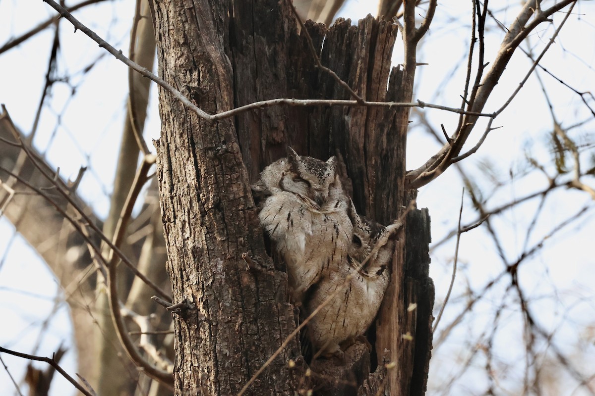 Indian Scops-Owl - ML613816364