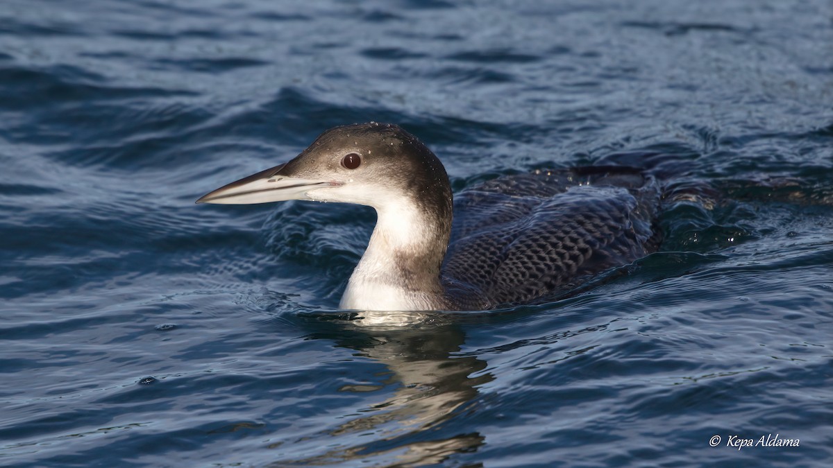 Common Loon - ML613816399