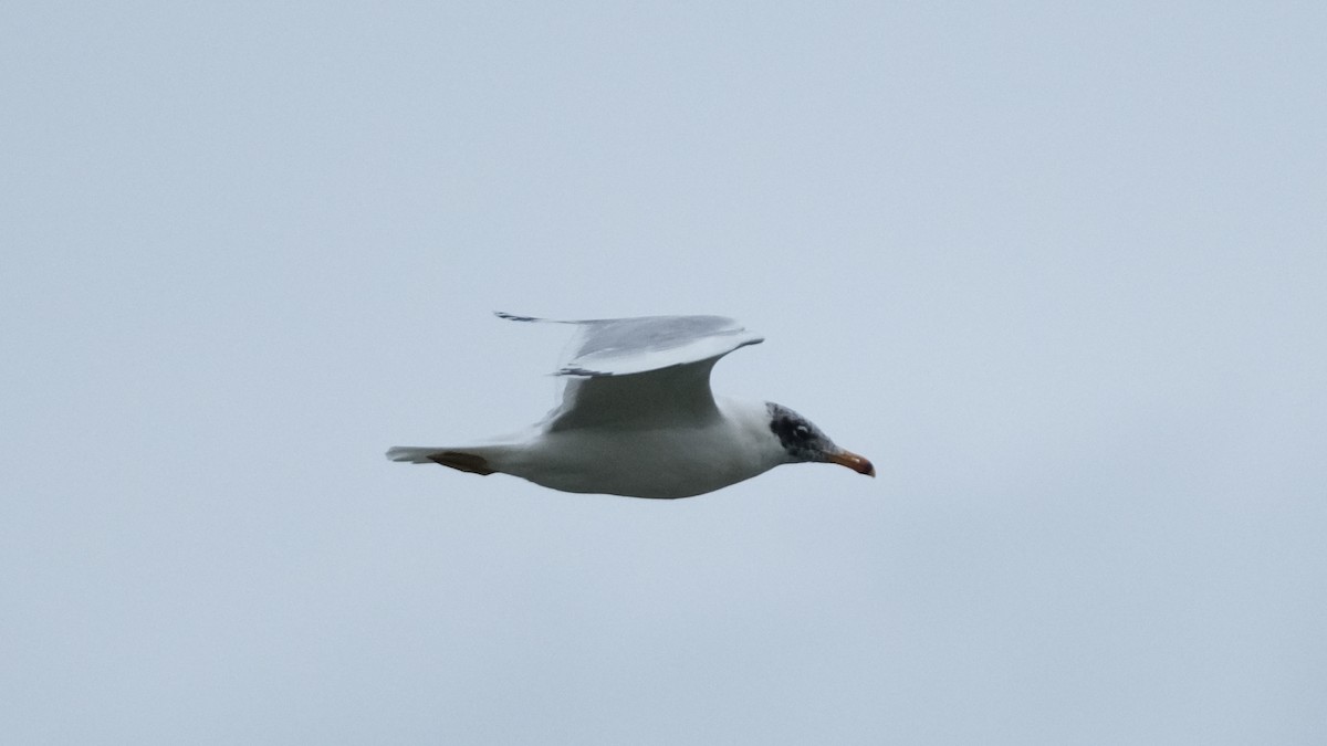 Pallas's Gull - ML613816400