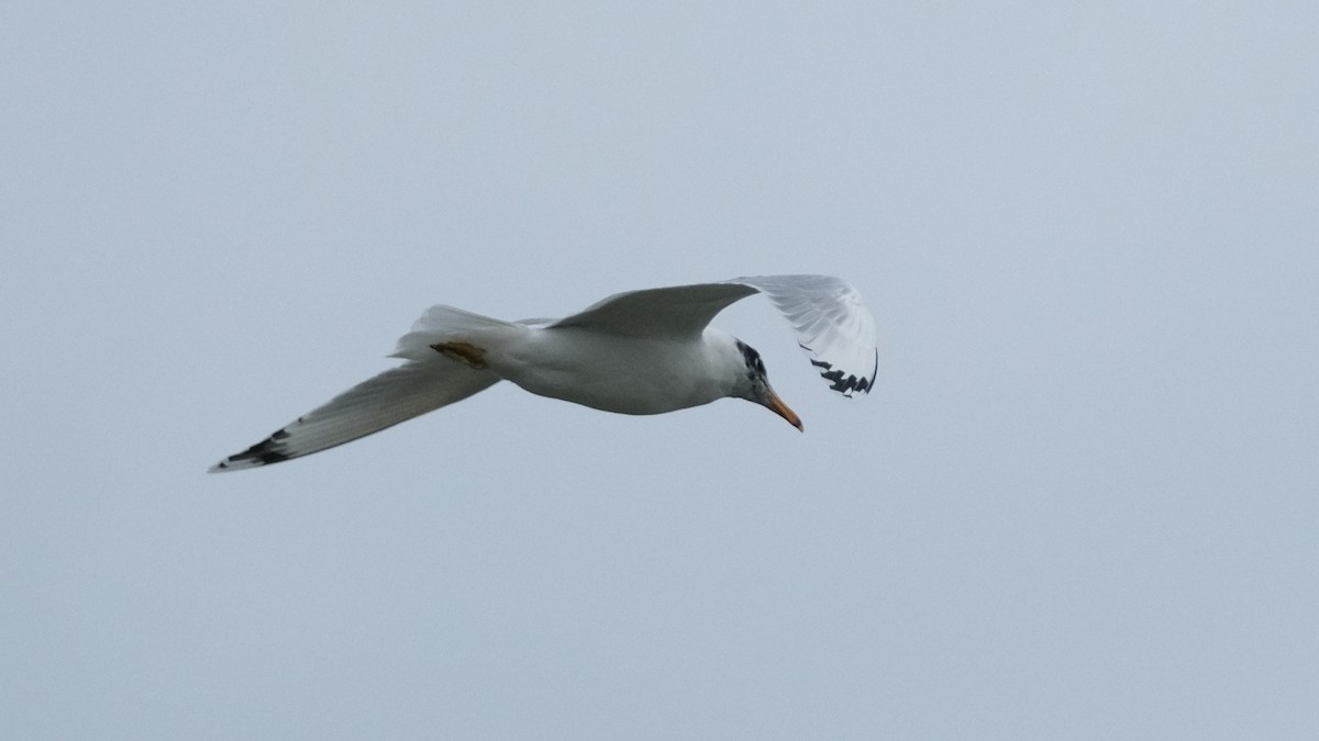 Pallas's Gull - ML613816401