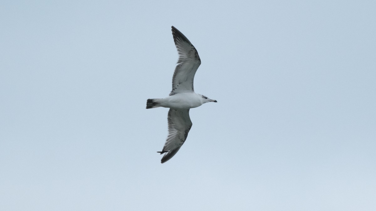 Pallas's Gull - ML613816402