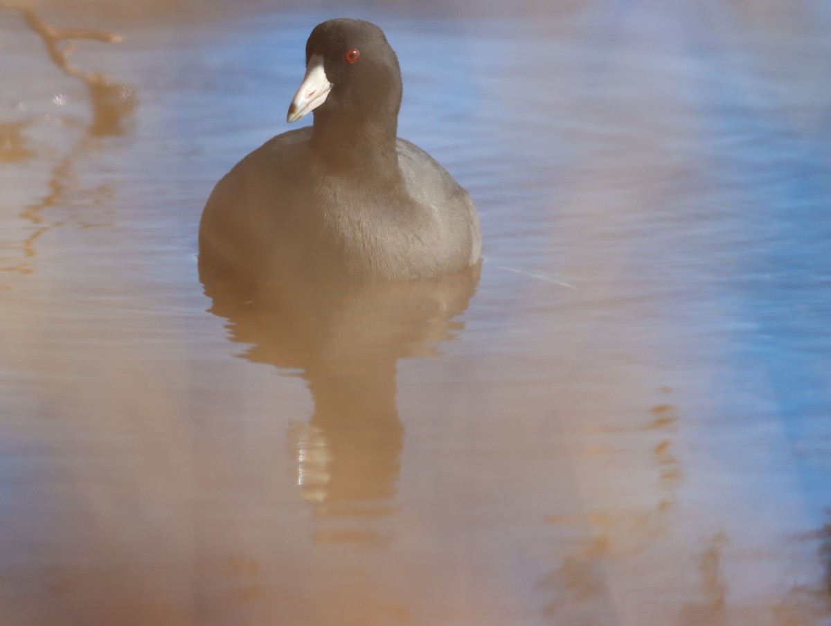 American Coot - ML613816436