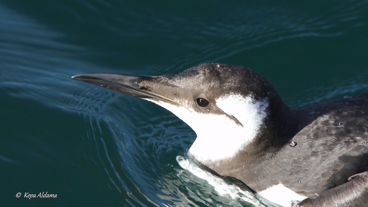 Common Murre - ML613816481