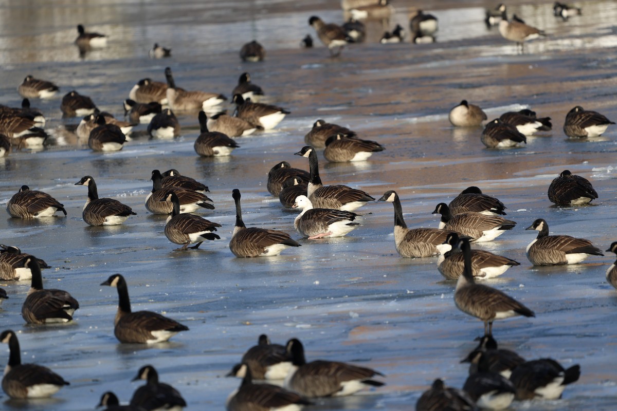 Snow x Canada Goose (hybrid) - ML613816490