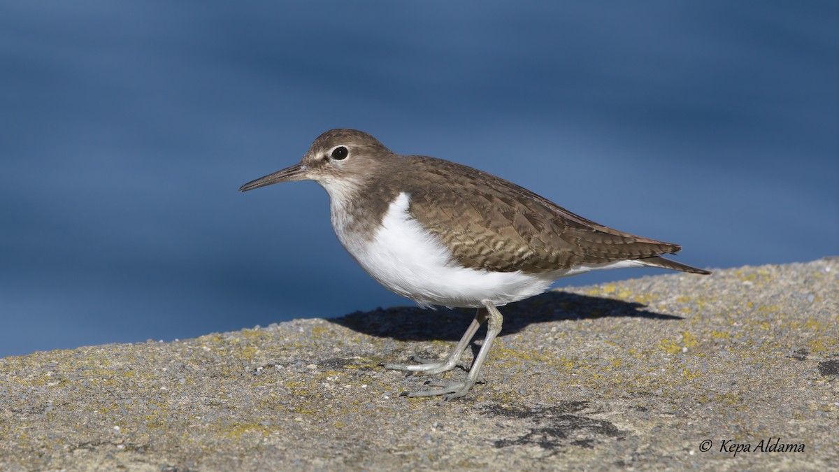 Common Sandpiper - ML613816495