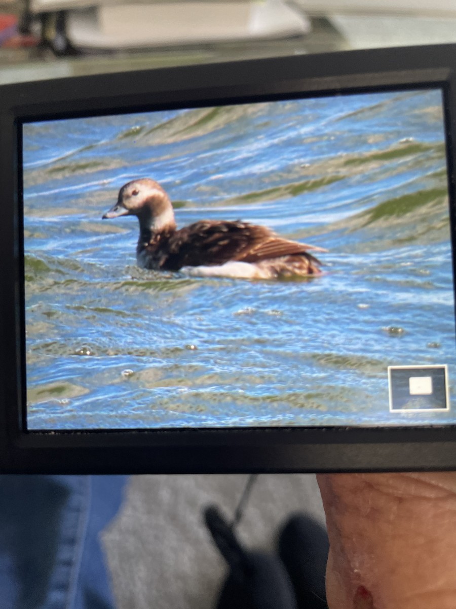 Long-tailed Duck - ML613816501