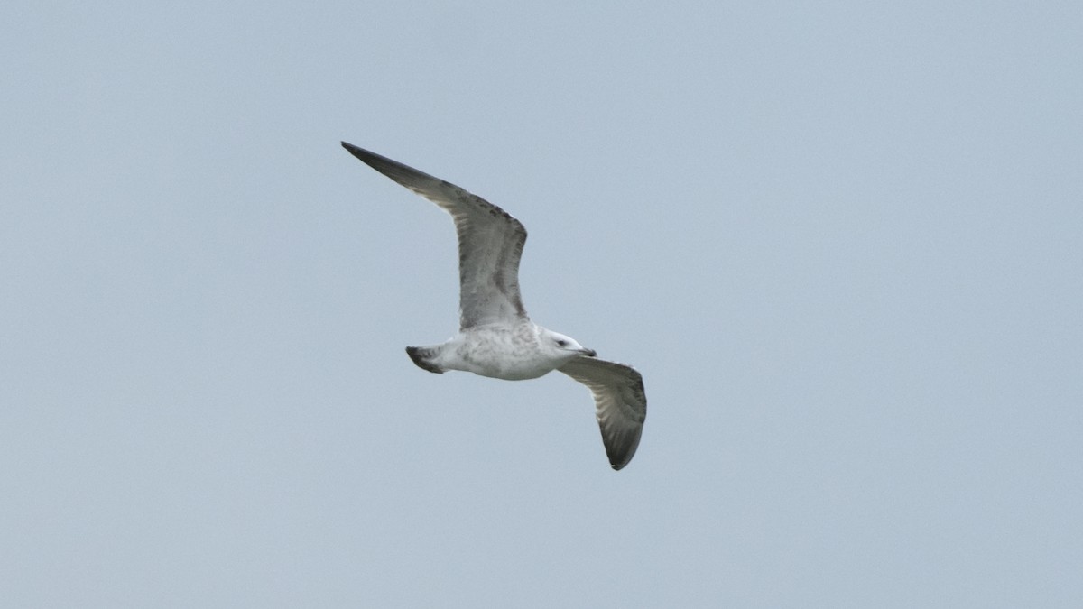 Caspian Gull - ML613816525