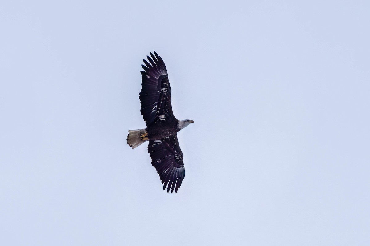 Weißkopf-Seeadler - ML613816536