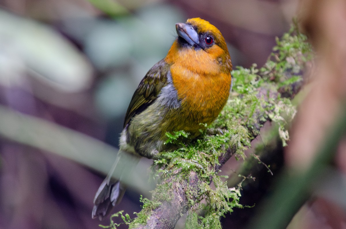 Prong-billed Barbet - ML613816608