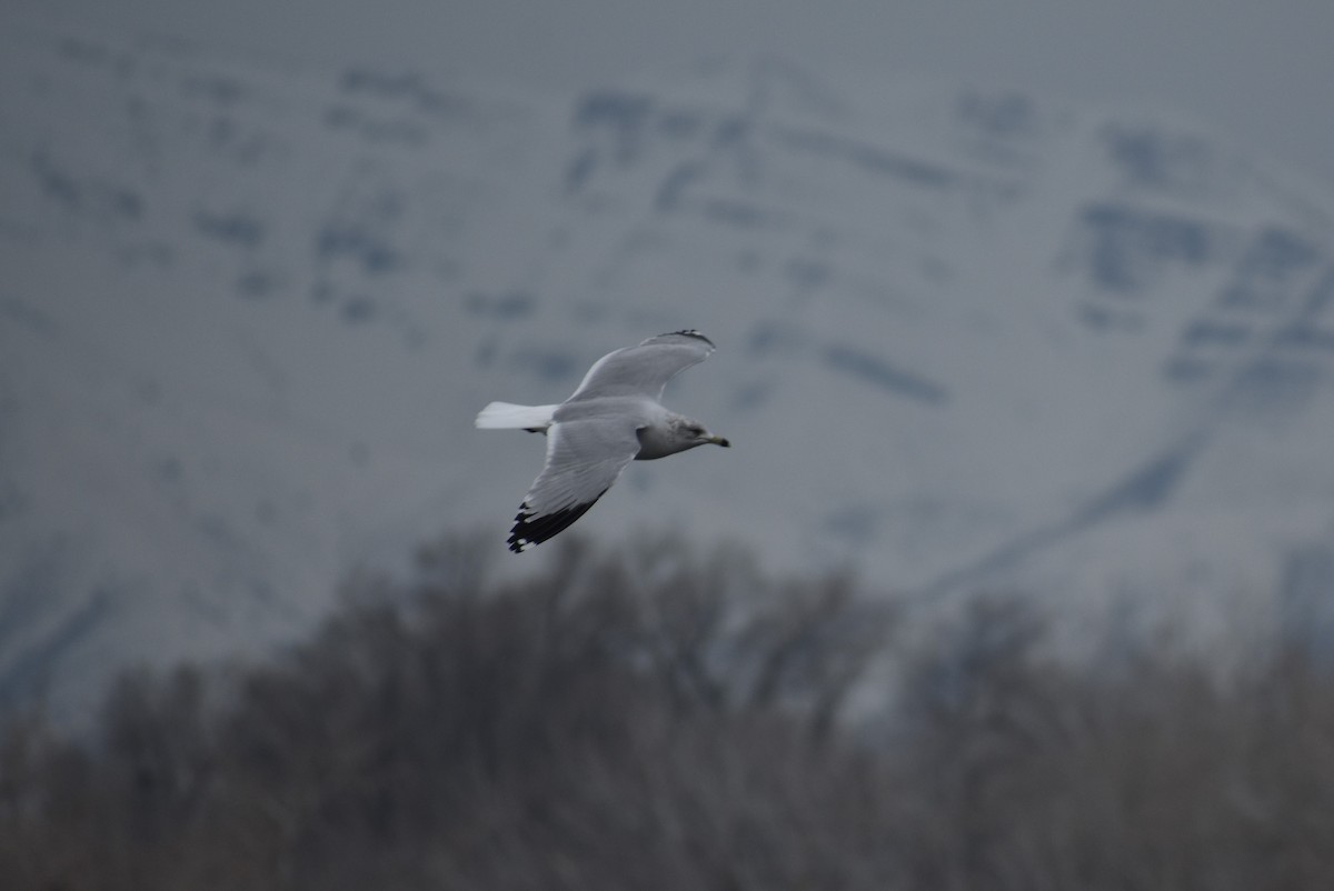 Ring-billed Gull - ML613816616