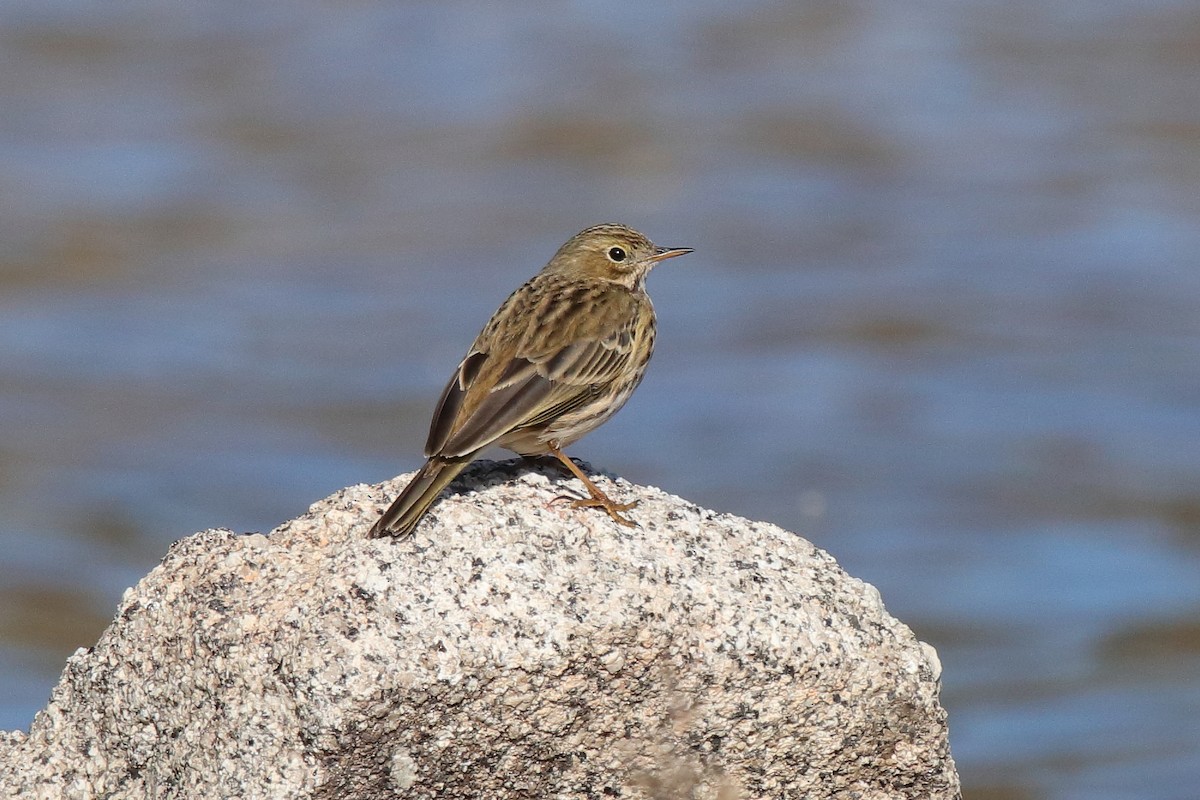 Meadow Pipit - ML613816648