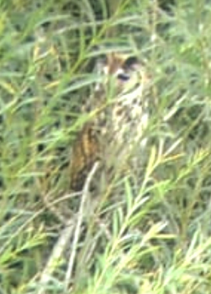 Striped Owl - ML613816664