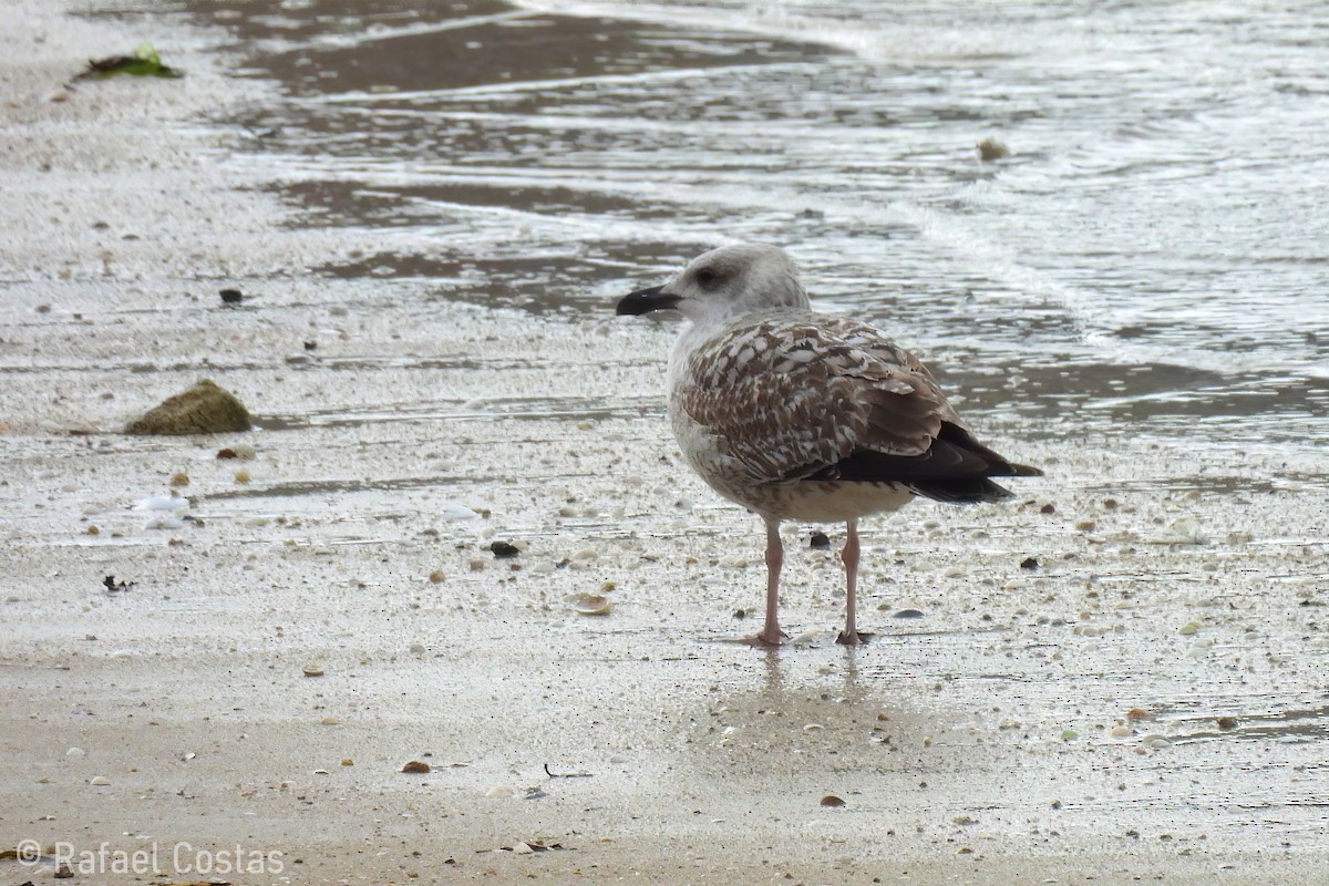 Gaviota Patiamarilla - ML613816667
