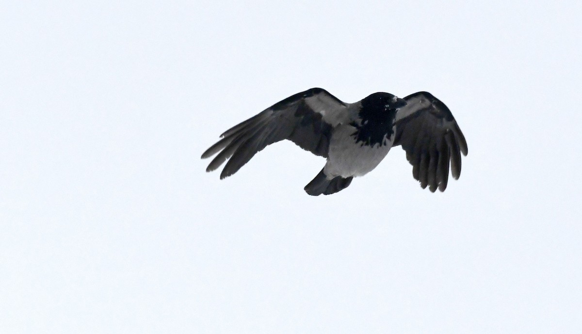 Hooded Crow - ML613816682