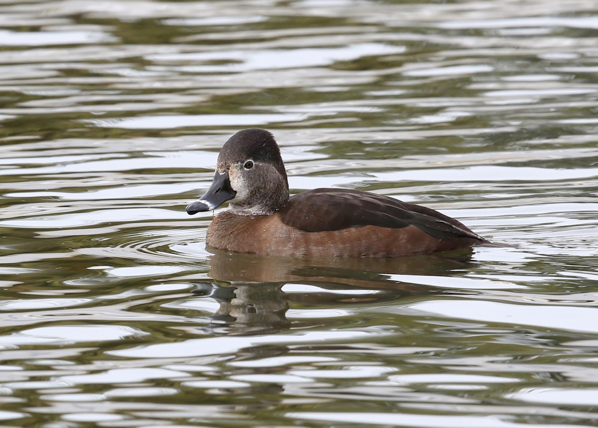 Ring-necked Duck - ML613816730