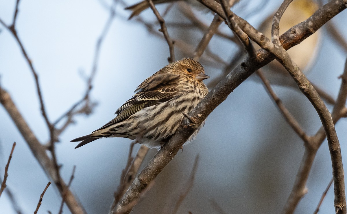 Pine Siskin - ML613816800