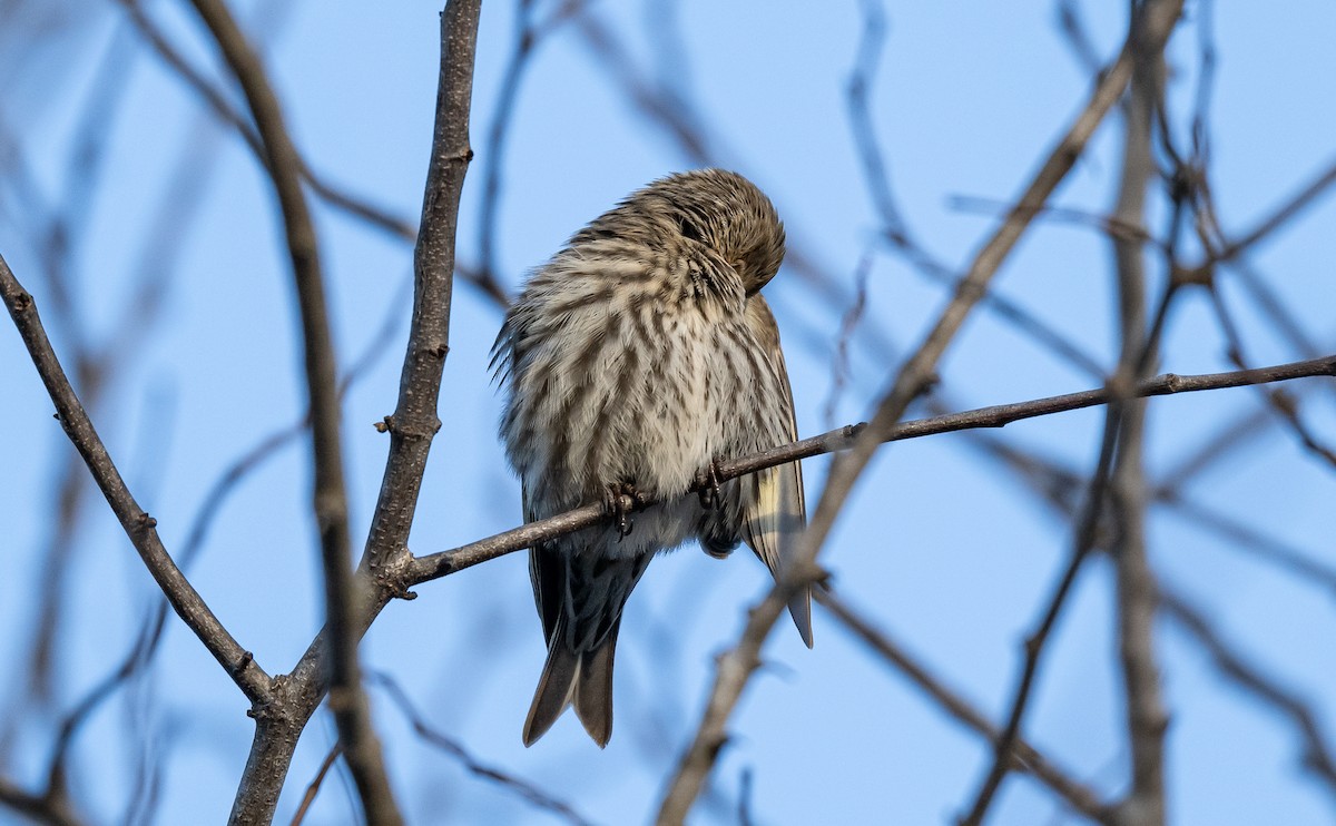 Pine Siskin - ML613816802