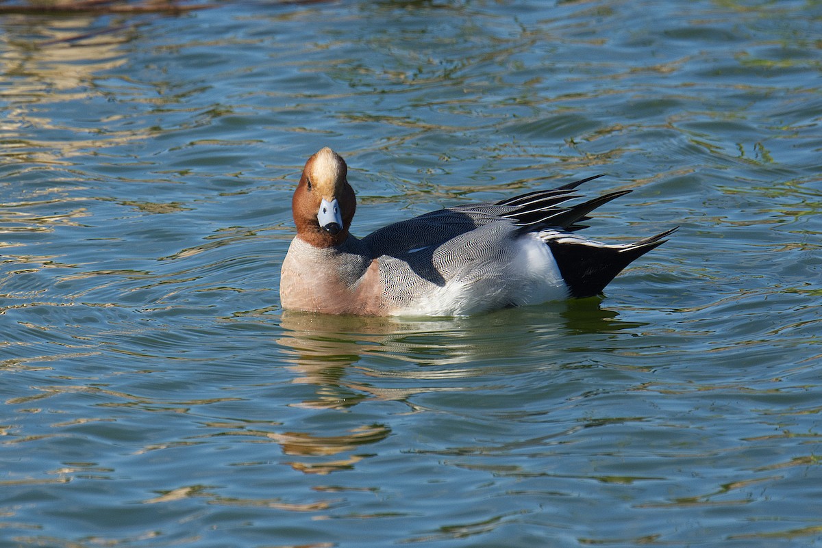 Eurasian Wigeon - ML613816813