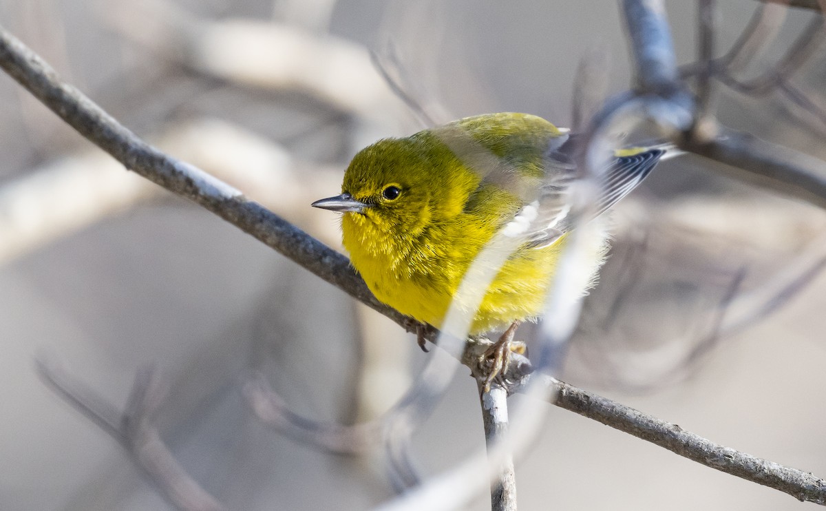 Pine Warbler - ML613816826