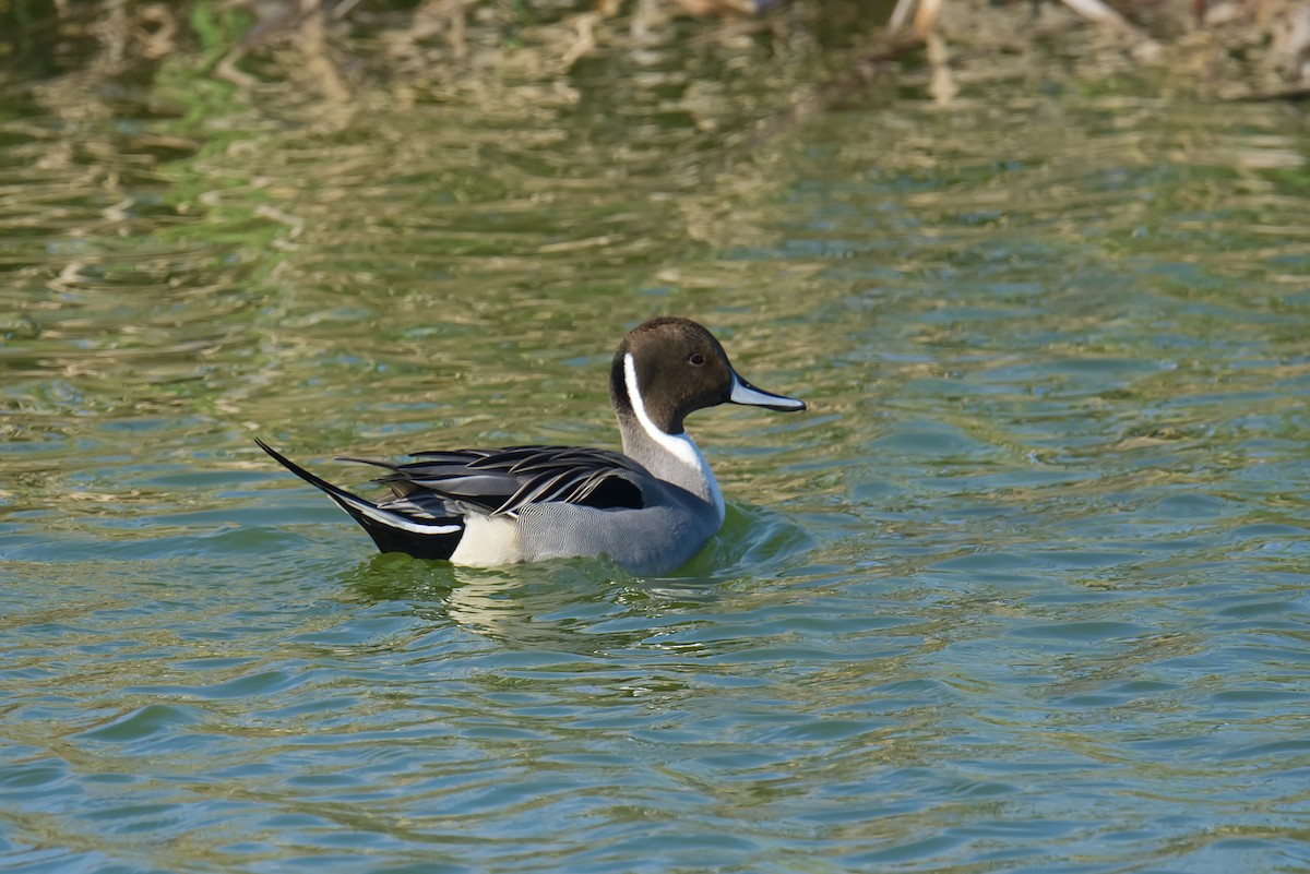 Northern Pintail - Kevin Honour