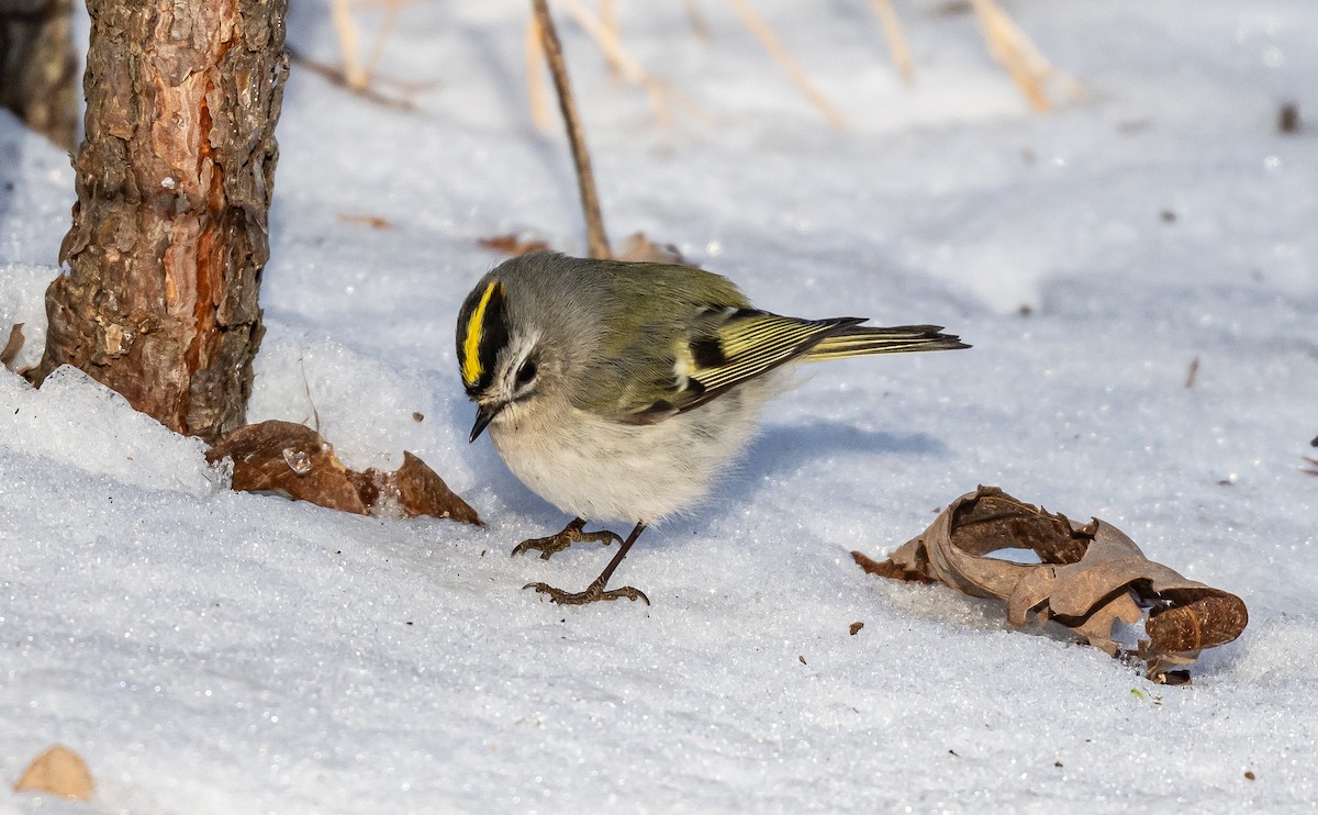 Golden-crowned Kinglet - ML613816844