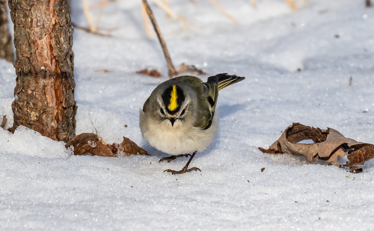 Golden-crowned Kinglet - Taylor Long