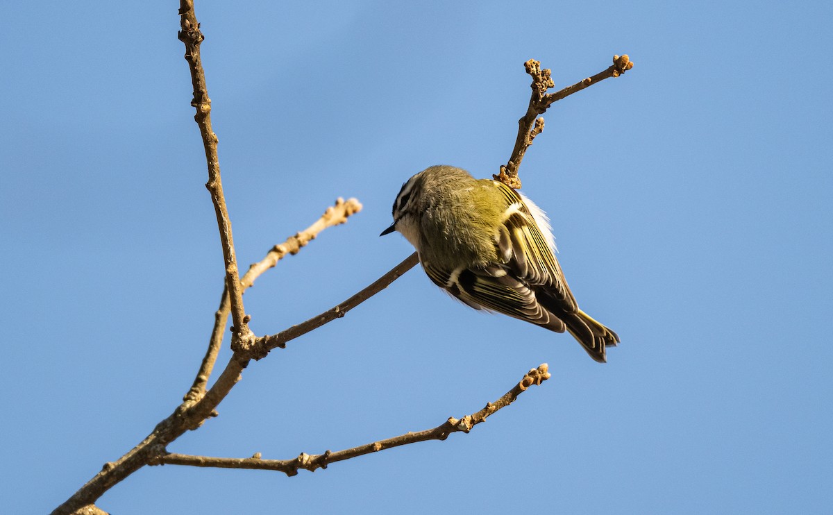 Golden-crowned Kinglet - ML613816853