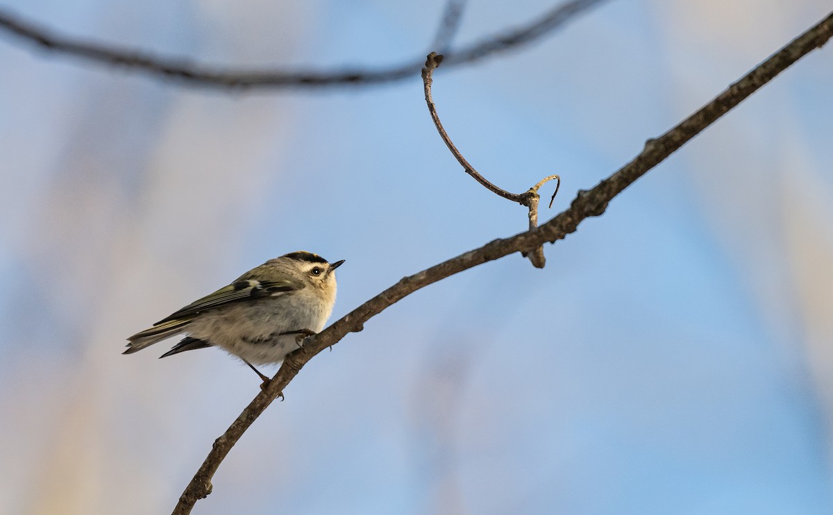 Golden-crowned Kinglet - ML613816860