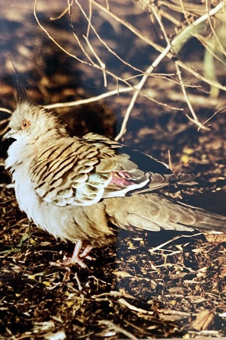 holub chocholatý - ML613816885