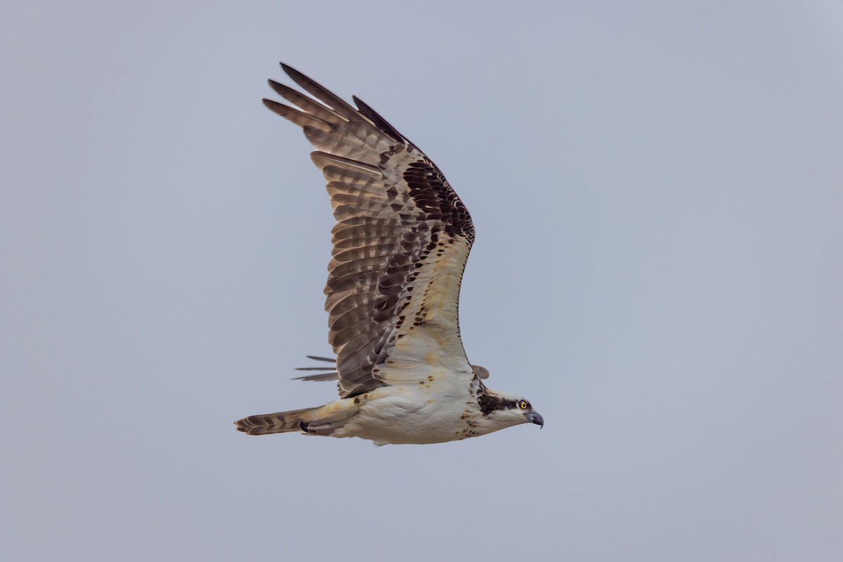 Osprey - David Read