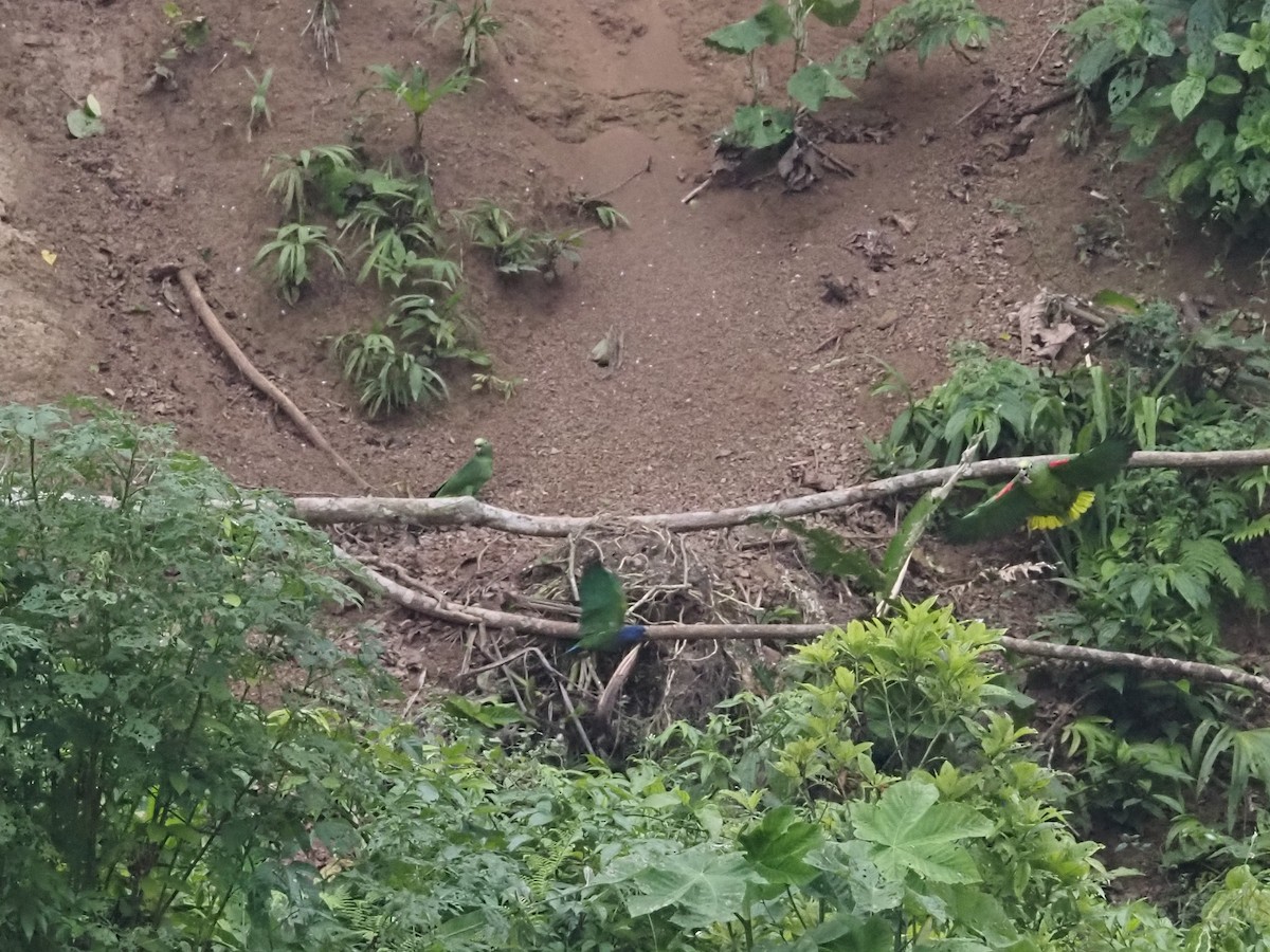 Yellow-crowned Parrot - ML613816950