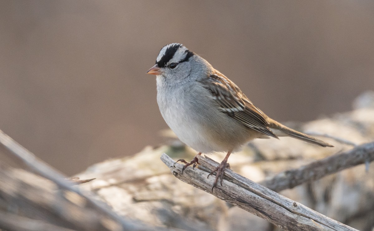 White-crowned Sparrow - ML613816987