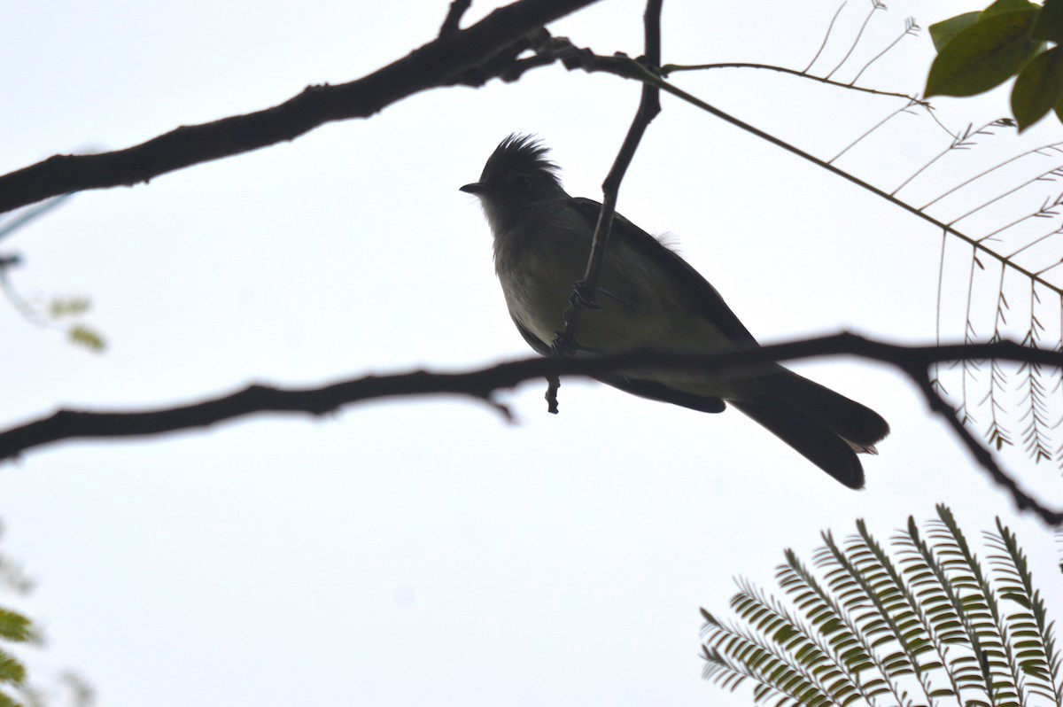 Yellow-bellied Elaenia - Eduardo Pacheco Cetina