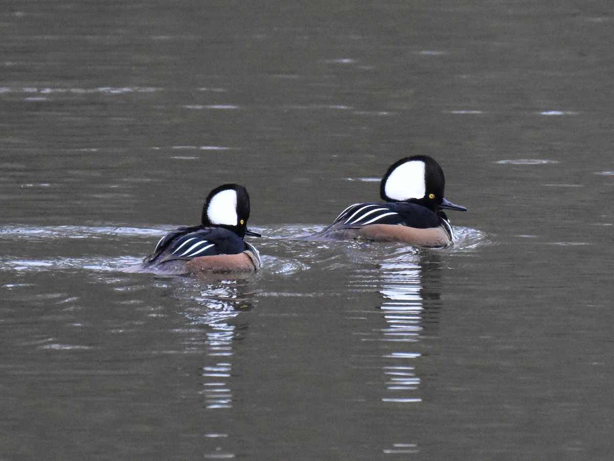 Hooded Merganser - ML613817054