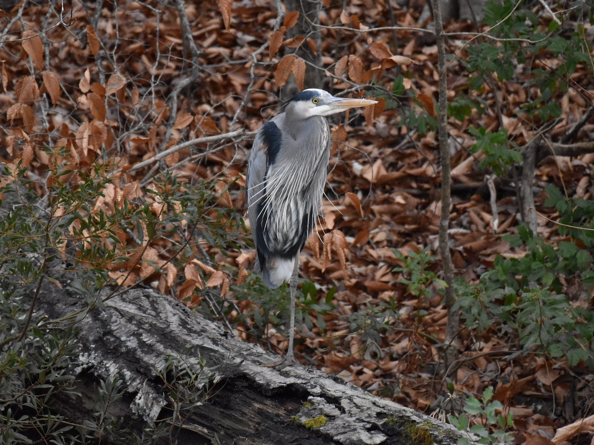 Great Blue Heron - ML613817060