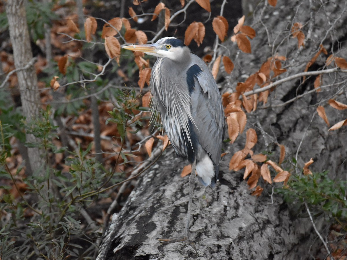 Great Blue Heron - ML613817061