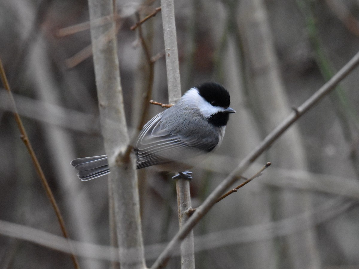 Carolina Chickadee - ML613817080