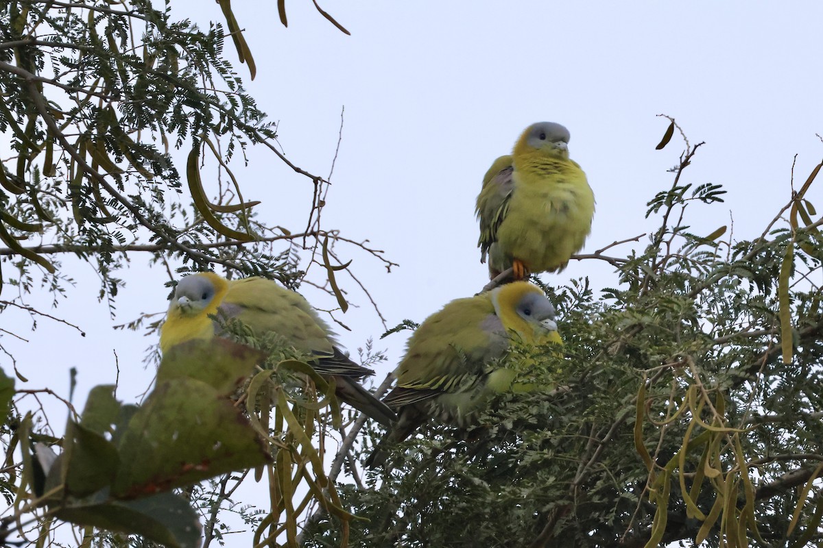 Yellow-footed Green-Pigeon - ML613817108