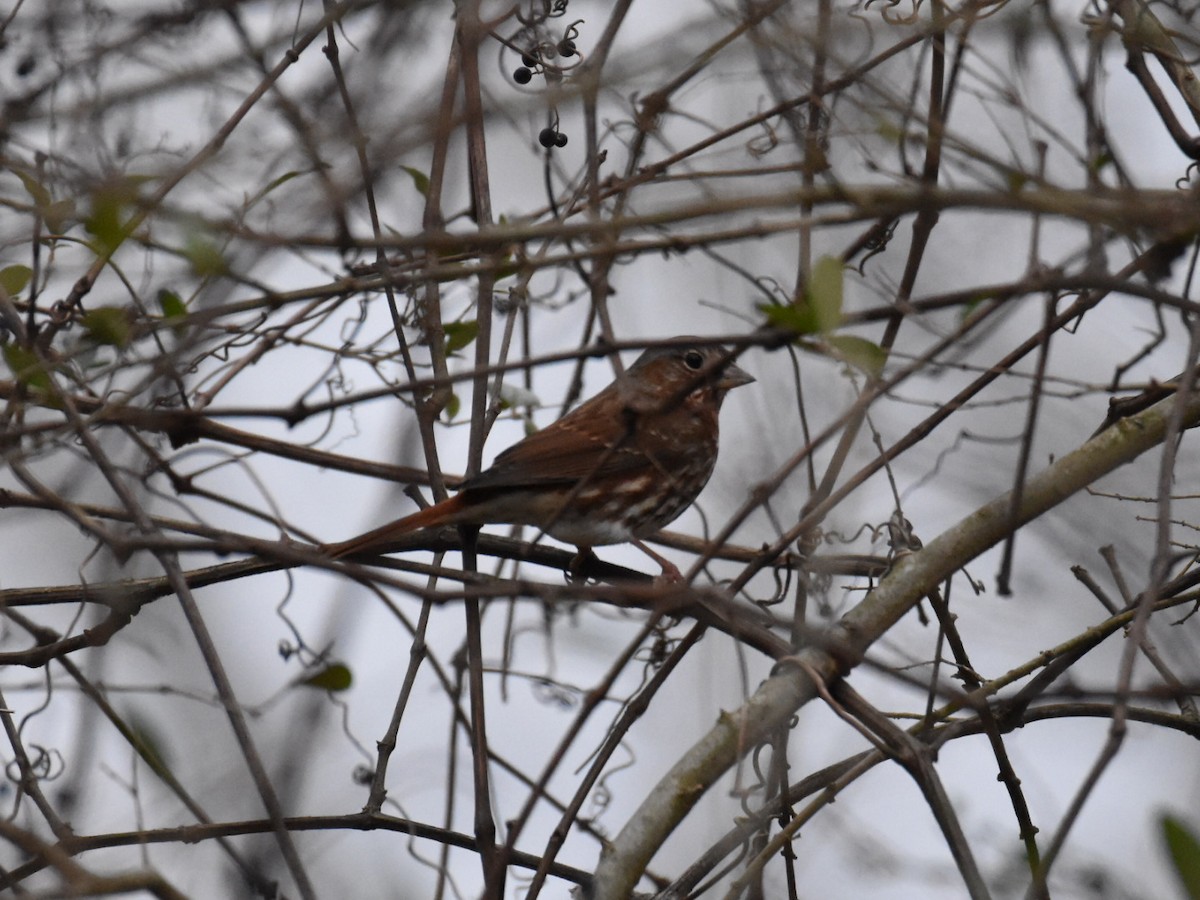 Fox Sparrow - ML613817116