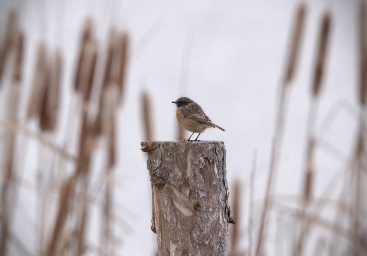 European Stonechat - ML613817126
