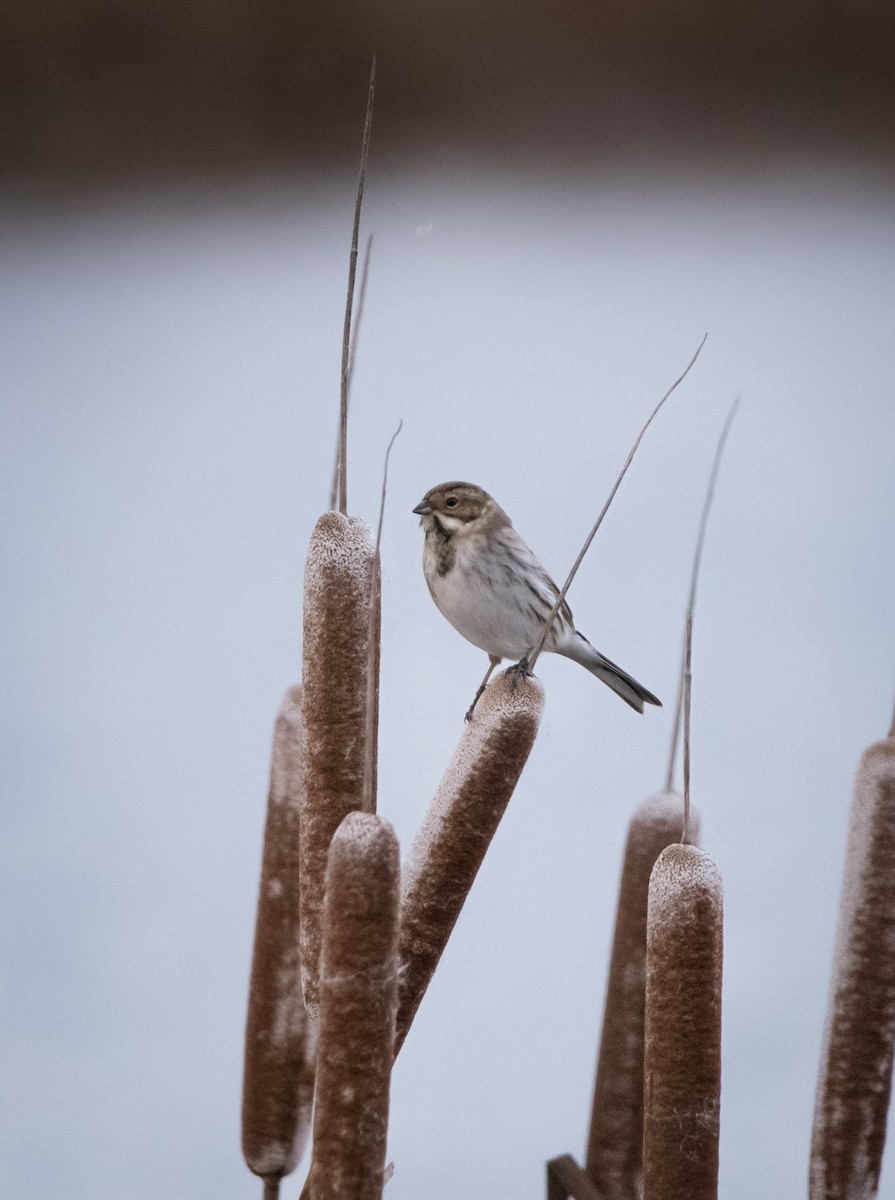 Цагаан хүзүүт хөмрөг - ML613817152