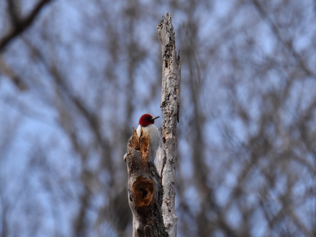 Red-headed Woodpecker - ML613817177