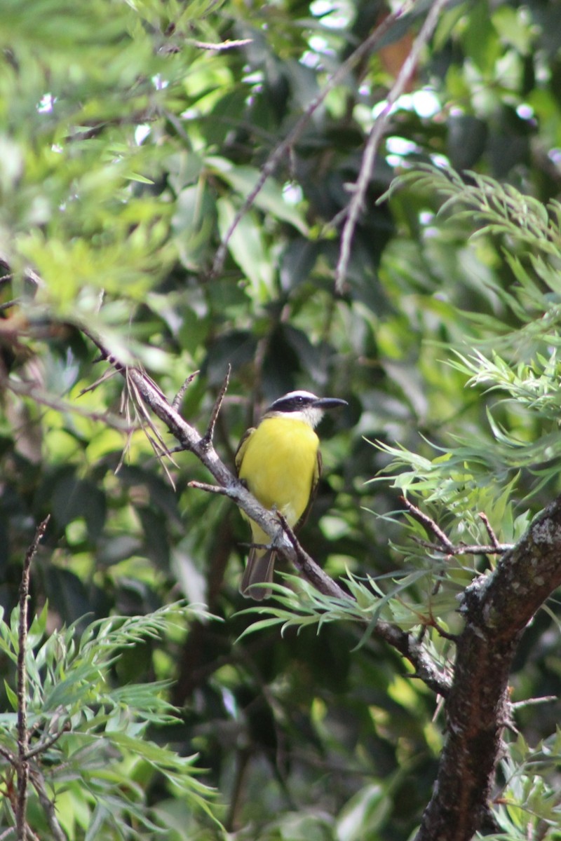 Boat-billed Flycatcher - ML613817190