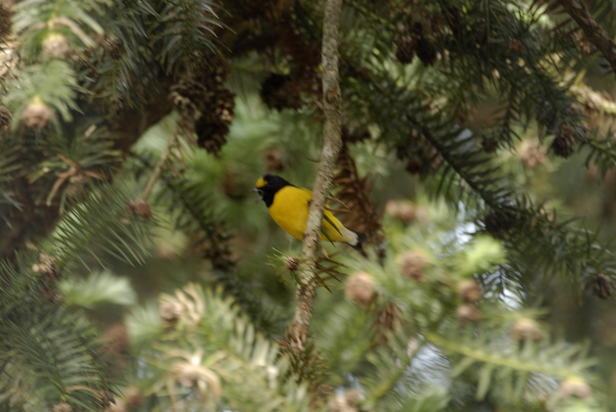 Purple-throated Euphonia - ML613817239