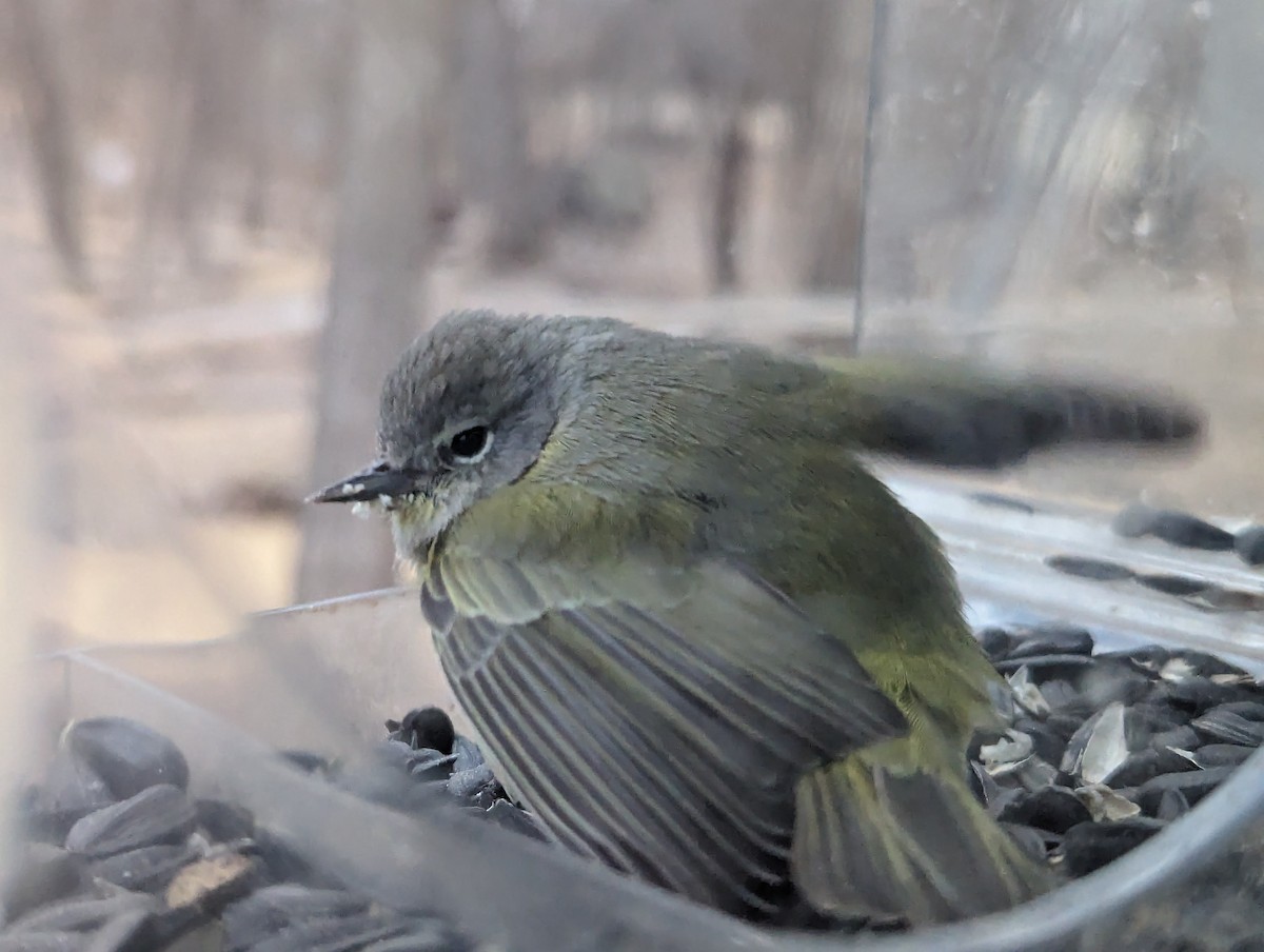 Orange-crowned Warbler - ML613817326