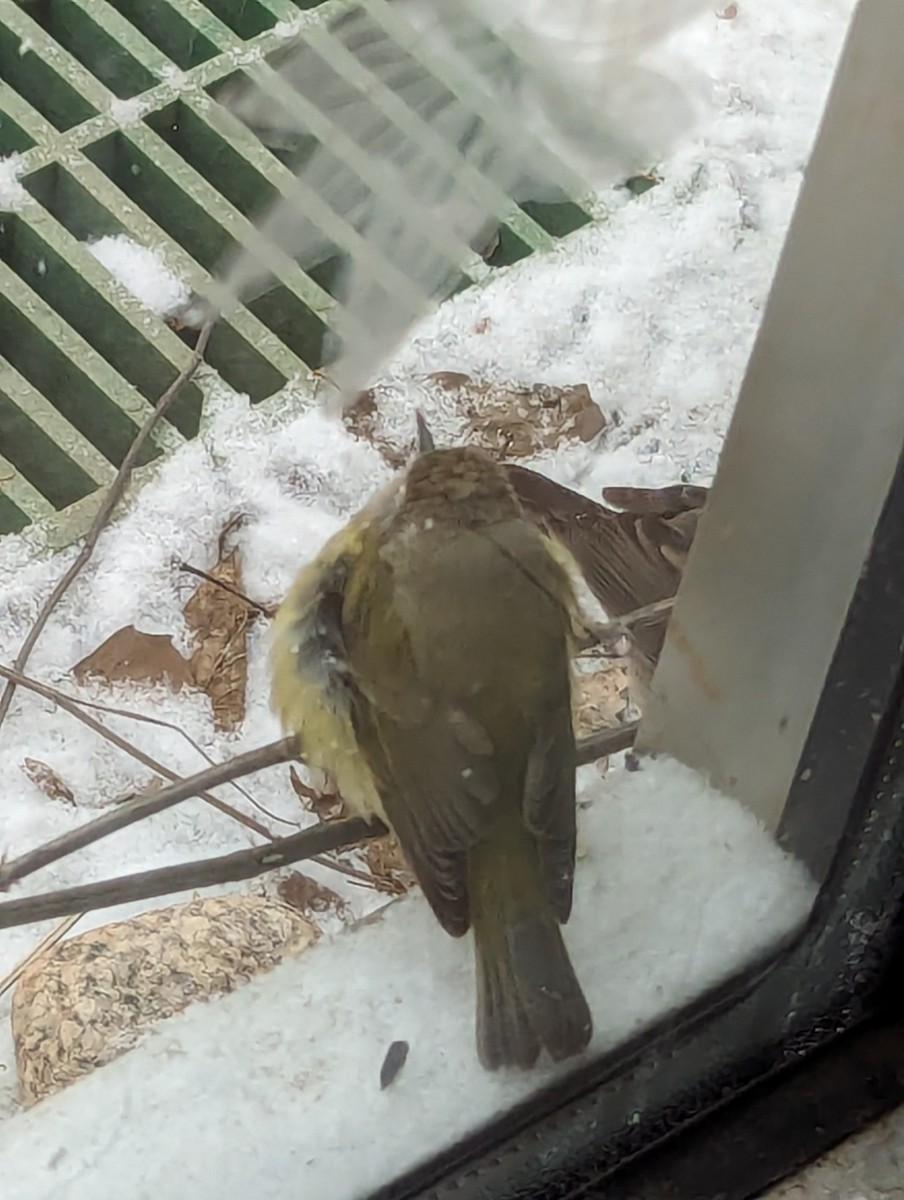 Orange-crowned Warbler - ML613817327
