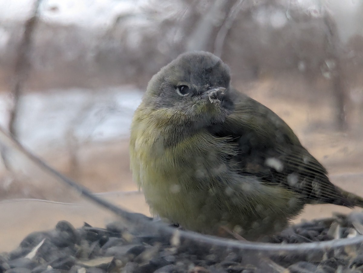 Orange-crowned Warbler - ML613817328
