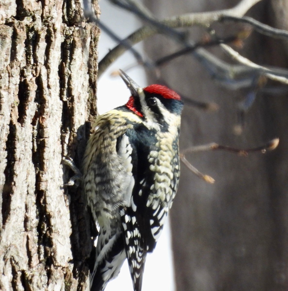 Yellow-bellied Sapsucker - ML613817334