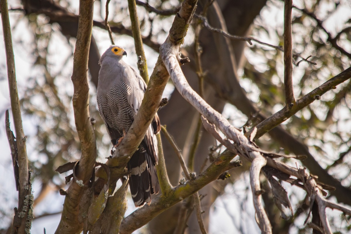 African Harrier-Hawk - ML613817355